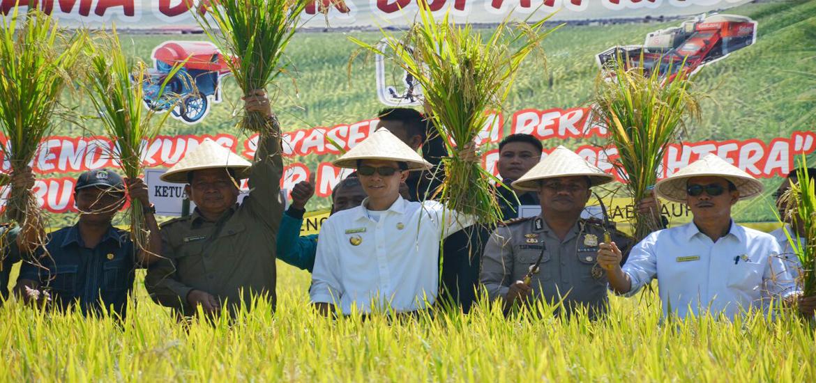 Bupati Kaur bersama Kepala Dinas Tanaman Pangan Holtikultura Provinsi Bengkulu dan  Kepala Dinas Pertanian  Kaur saat panen raya di Desa Talang Tais   Kecamatan Kelam Tengah Kabupaten Kaur