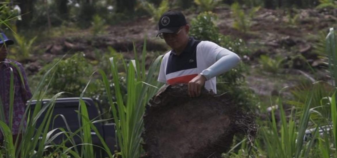  Bupati BS Belajar Replanting Sawit