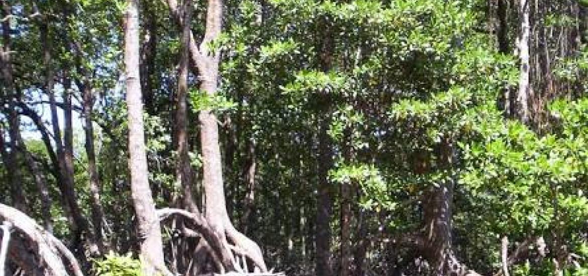 Foto Ilustrasi Hutan Enggano Bengkulu