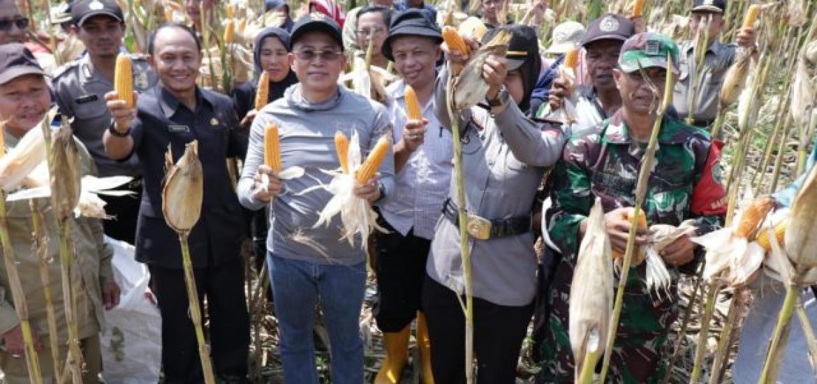 Bupati  Bengkulu Selatan Panen Jagung Bersama Petani