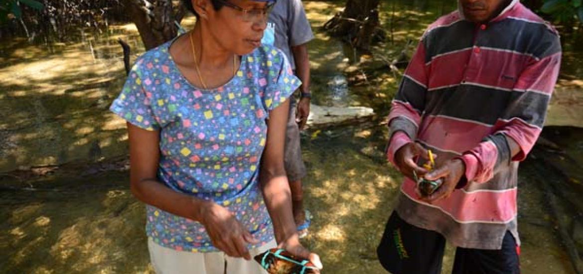 Ilustrasi Foto Nelayan Pencari Kepiting Mangrove Dok Net