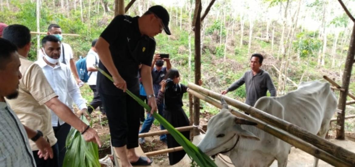 Gubernur Rohidin meninjau Peternakan Sapi Binaan BUMP Desa Napal Jungur