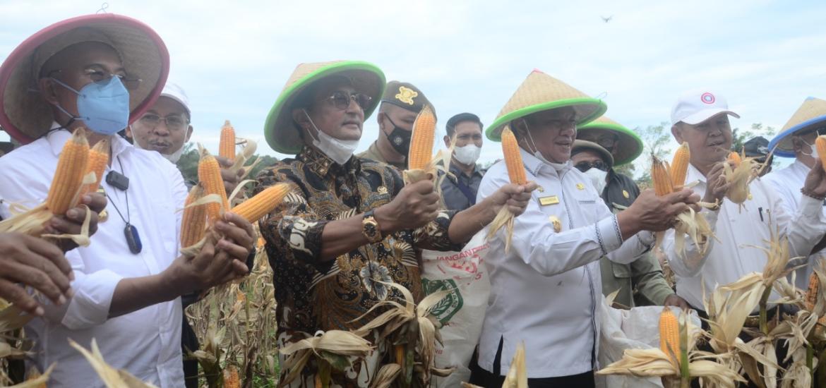Tanam Jagung