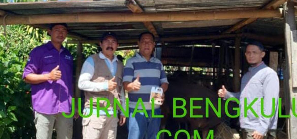 Dinas Pertanian Kepahiang HST Cek Kesehatan Hewan Kurba