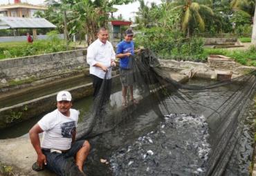 Budidaya Ikan Patin di Bengkulu Selatan Terus Berjalan