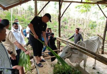 Tinjau Peternakan BUMP Desa Napal Jungur, Gubernur Rohidin…