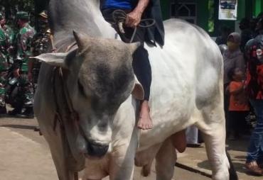 Di Atas Punggung Sapi itu Ki Sabdo Tampak Sangat Gagah