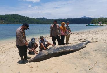 Ikan Paus Mati di Pantai Pekon Tengor Tanggamus