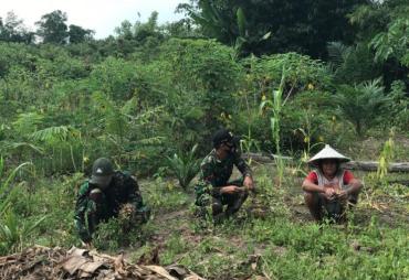 Petani Desa Tolok Dibantu Satgas TMMD 110/ Kodim 1201…