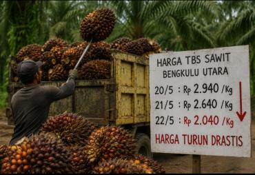 Harga Sawit Anjlok, Petani Bengkulu Utara Menjerit: Tiga…