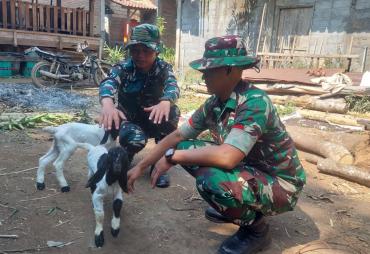 Ketika Dua Prajurit Bertemu "Shawn The Sheep"